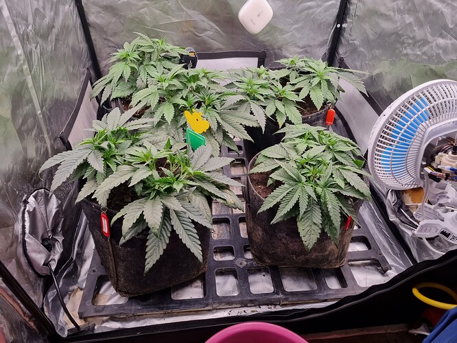 Growreport Bild 53