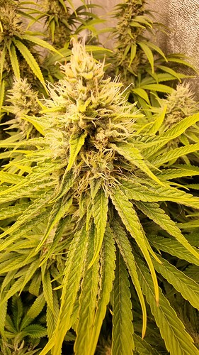 Growreport Bild 8