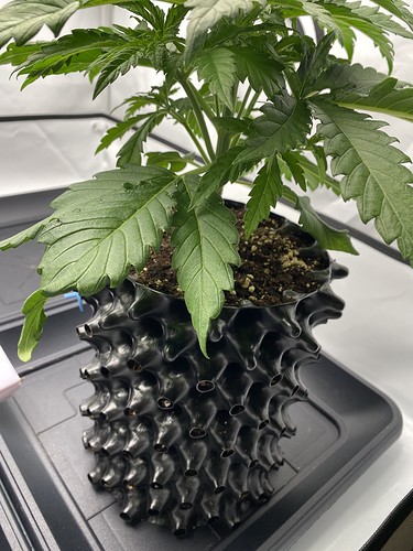 Growreport Bild 4