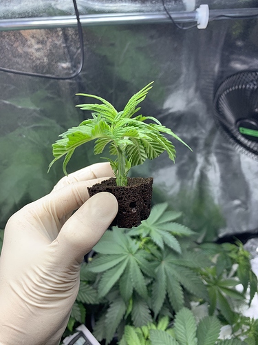 Growreport Bild 16