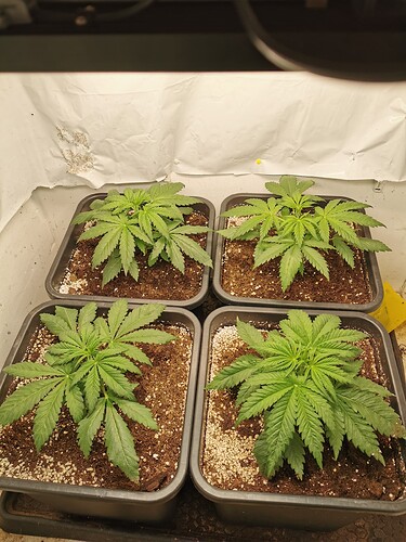 Growreport Bild 8
