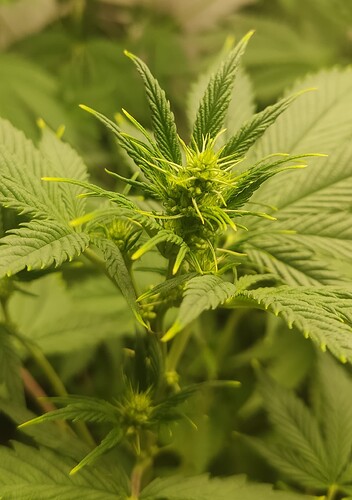 Growreport Bild 2