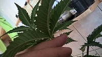Growreport Bild 15