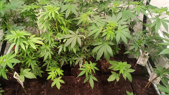 Growreport Bild 32