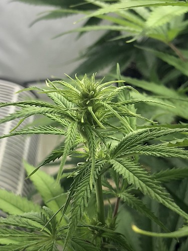 Growreport Bild 7