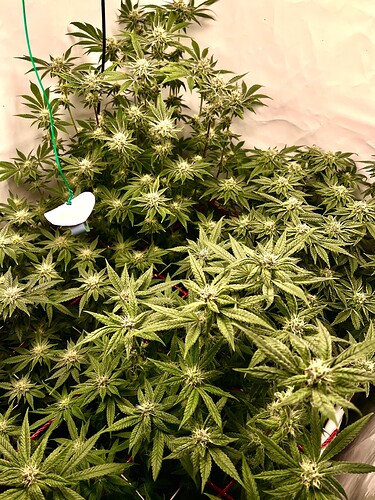 Growreport Bild 10