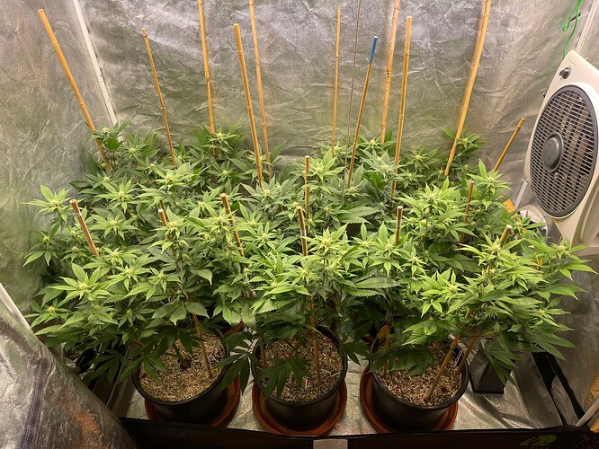 Growreport Bild 8