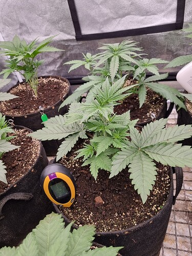 Growreport Bild 44
