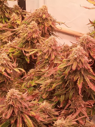 Growreport Bild 43