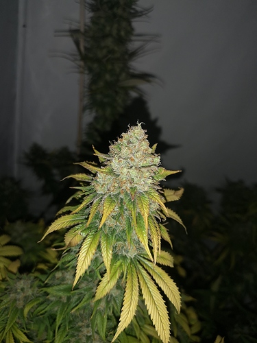 Growreport Bild 2