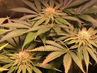 Growreport Bild 20