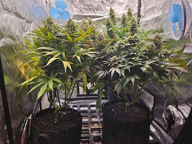 Growreport Bild 40