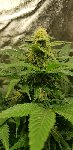 Growreport Bild 1