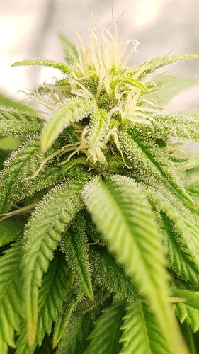 Growreport Bild 9