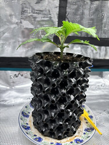 Growreport Bild 102