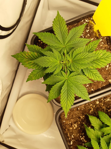 Growreport Bild 21