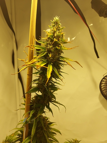 Growreport Bild 11
