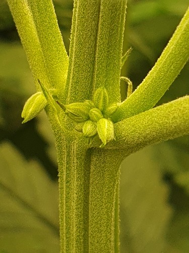 Growreport Bild 1