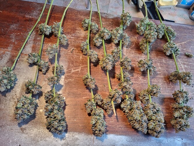 Growreport Bild 35