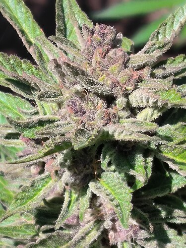 Growreport Bild 2