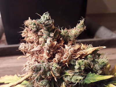 Growreport Bild 14