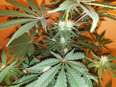 Growreport Bild 10