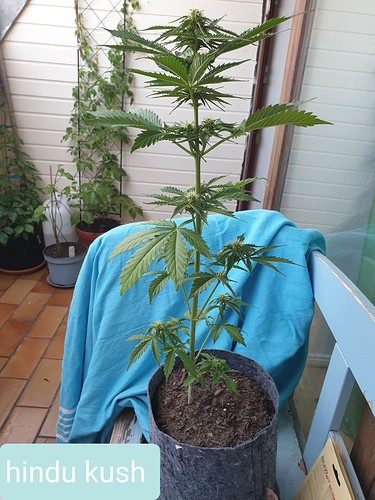 Growreport Bild 9