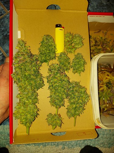 Growreport Bild 14