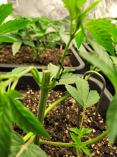 Growreport Bild 1