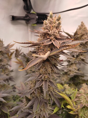 Growreport Bild 9