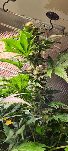 Eine Cannabis-Pflanze in der Blütephase mit dichten Blütenständen und grünen Blättern, die in einer Growbox wächst.
