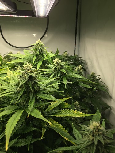 Growreport Bild 11