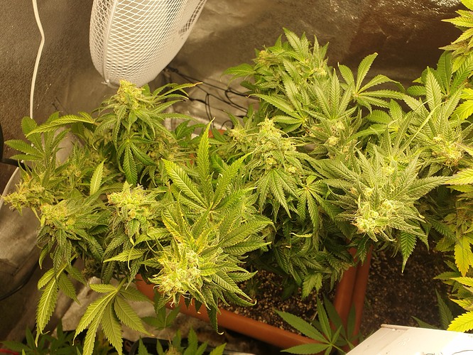 1626626692301349497846649307280