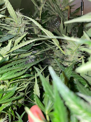Growreport Bild 56
