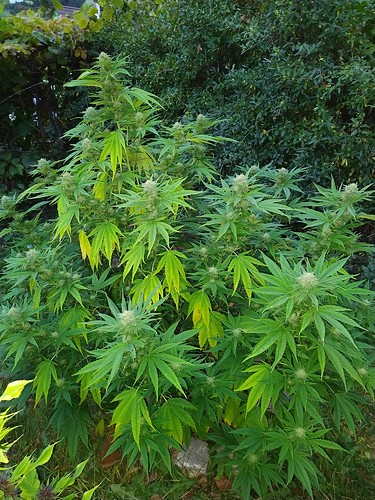 Growreport Bild 9