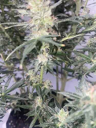 Growreport Bild 3