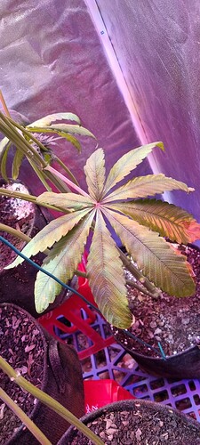 Growreport Bild 51