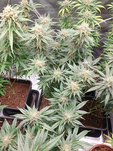 Growreport Bild 9