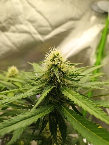 Growreport Bild 15