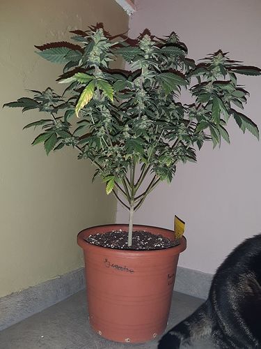 Growreport Bild 1