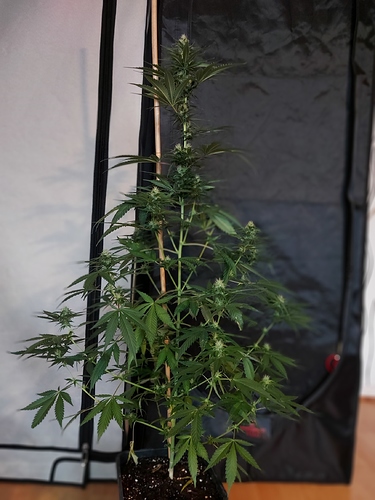 Growreport Bild 5