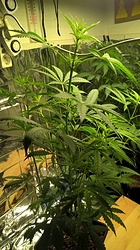 Growreport Bild 6