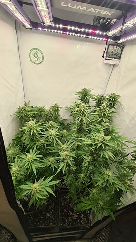 Growreport Bild 3