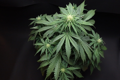 Growreport Bild 11