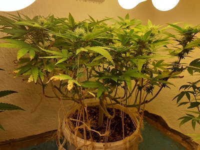 Growreport Bild 2
