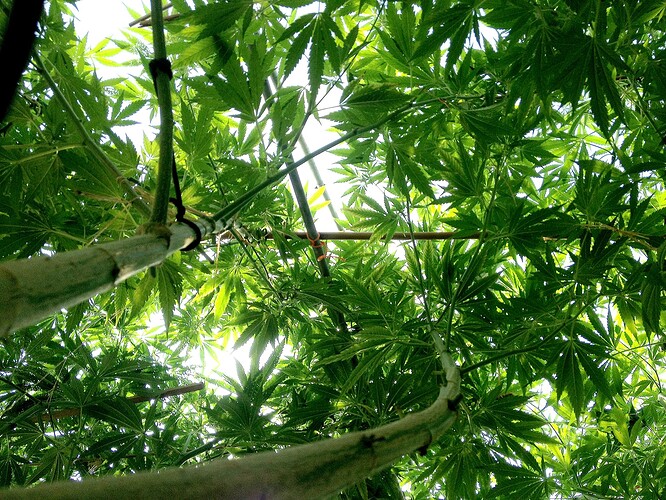 Growreport Bild 7