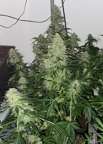 Growreport Bild 29