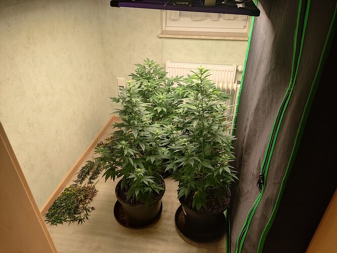Growreport Bild 17