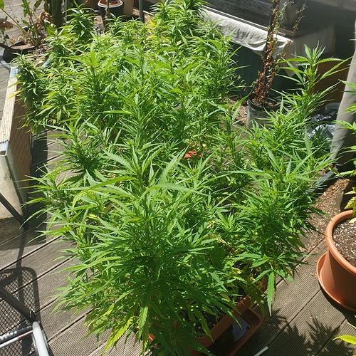 159385838161879452086788650676