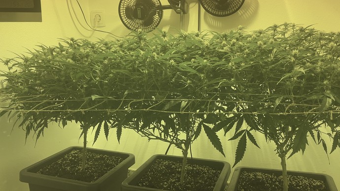 Growreport Bild 9